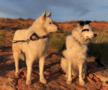 Bond Creek Alternative Veterinary Care