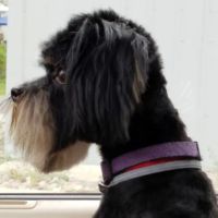 Limerick Veterinary Clinic ico