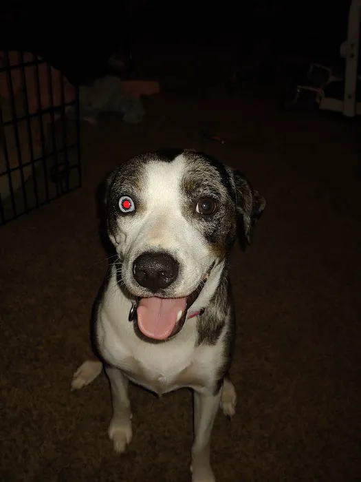 South Jefferson Veterinary Hospital 6