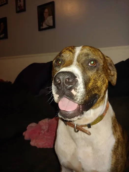 South Jefferson Veterinary Hospital 4