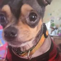 South Jefferson Veterinary Hospital ico