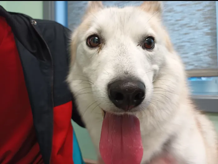 Fulton Animal Hospital 9