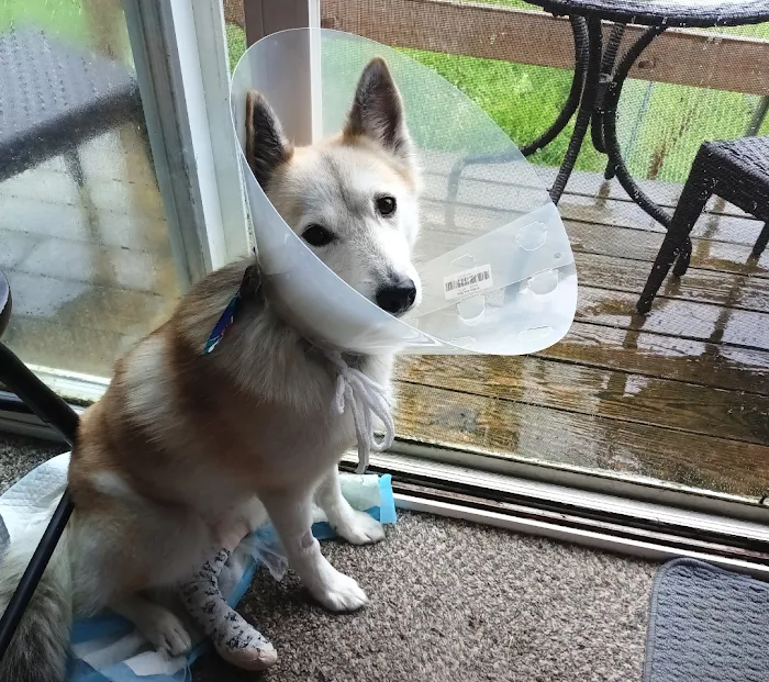 Fulton Animal Hospital 10