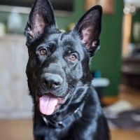 Lake Country Veterinary Care ico