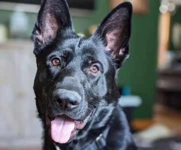 Lake Country Veterinary Care