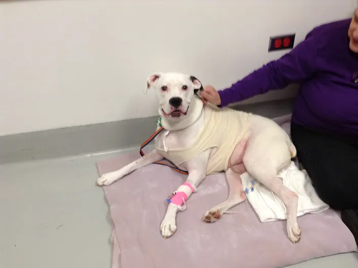 Animal Wellness of Skaneateles 5