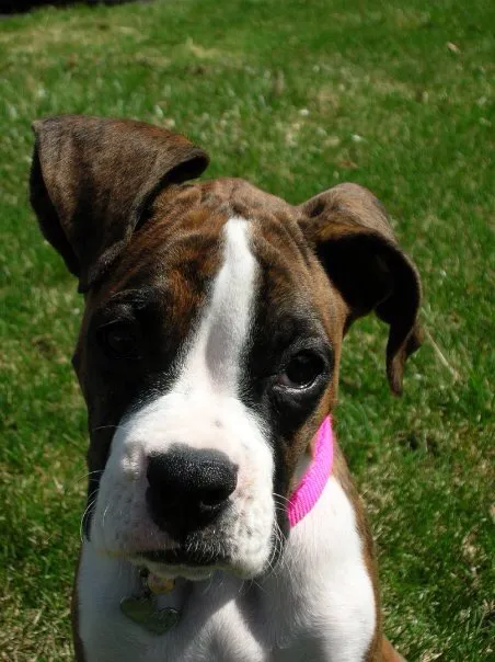 Animal Wellness of Skaneateles 1