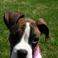 Animal Wellness of Skaneateles ico