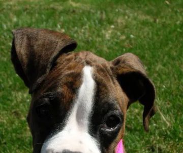 Animal Wellness of Skaneateles