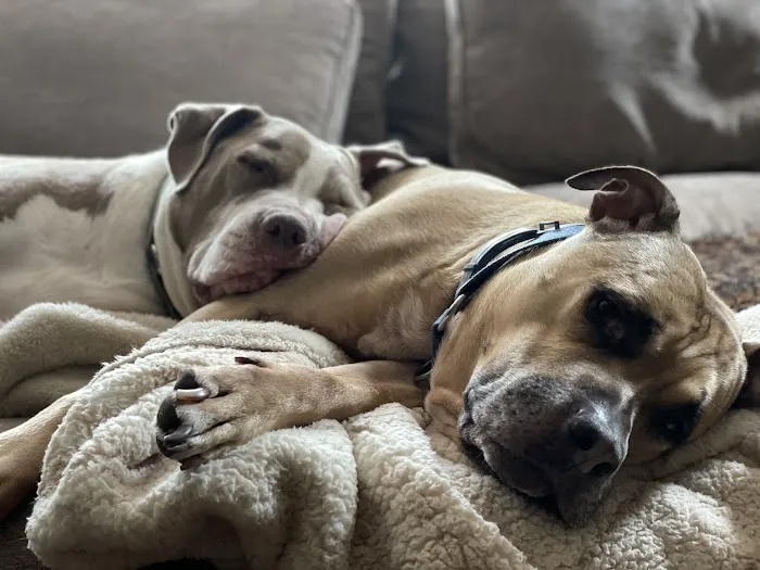 Animal Wellness of Skaneateles 3