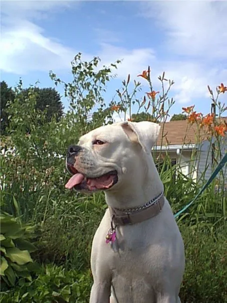 Animal Wellness of Skaneateles 2
