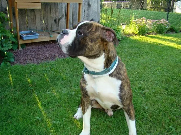 Animal Wellness of Skaneateles 4