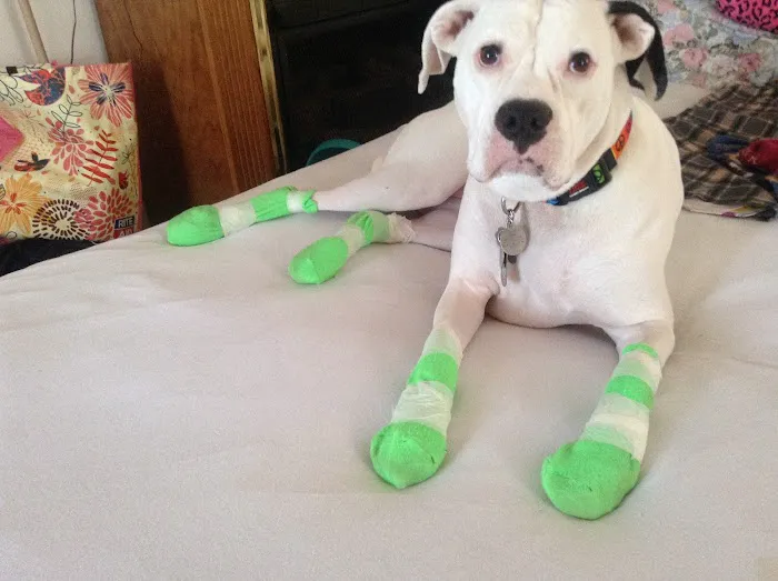 Animal Wellness of Skaneateles 7