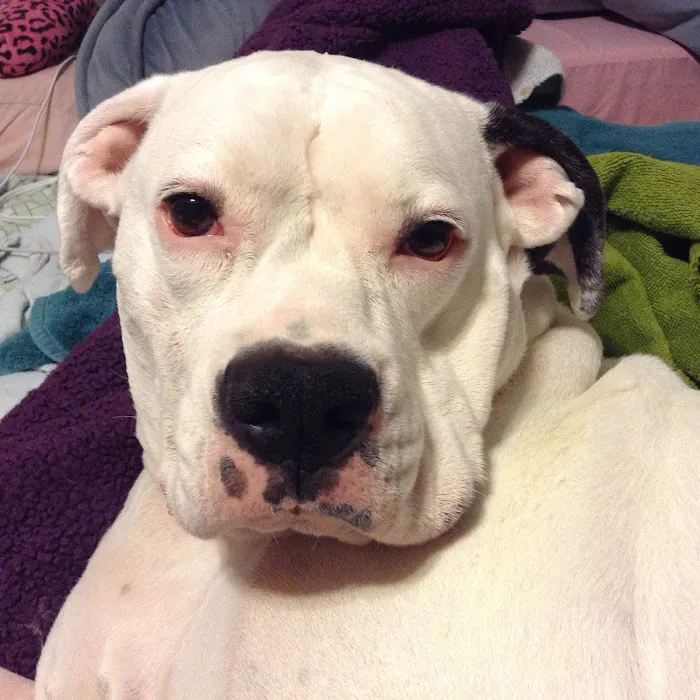 Animal Wellness of Skaneateles 8