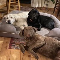 Nichols Veterinary Hospital ico