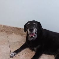 Wilmington Animal Fitness & Rhb ico