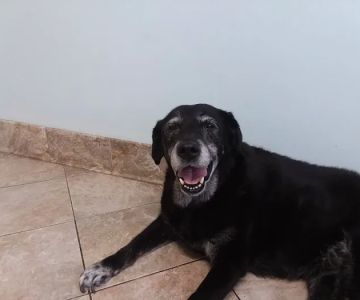 Wilmington Animal Fitness & Rhb