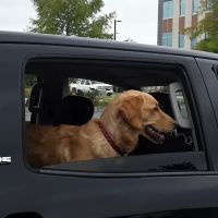 Needham Animal Hospital ico