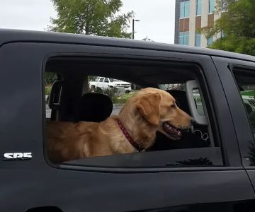 Needham Animal Hospital