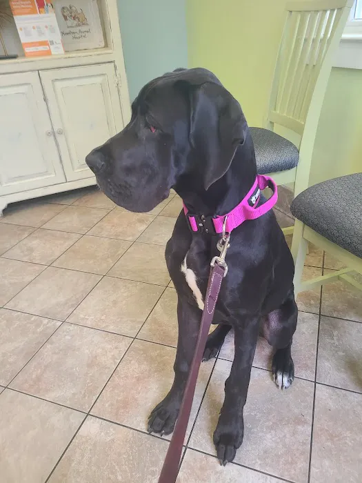 Needham Animal Hospital 3