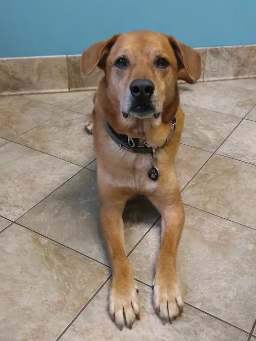 Needham Animal Hospital 10