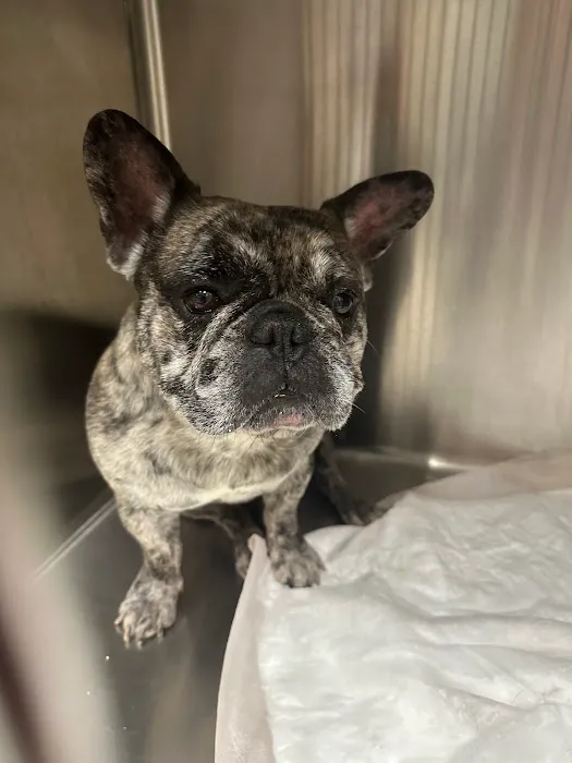 Newport Animal Clinic 4