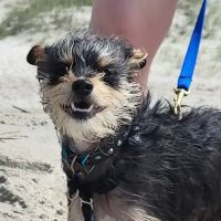 PetDocks Veterinary Hospital ico
