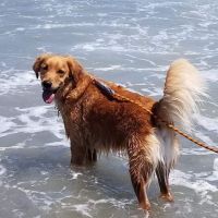 Banfield Pet Hospital ico