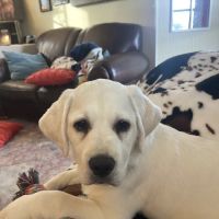 Morehead Animal Hospital ico