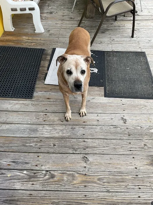 Morehead Animal Hospital 6