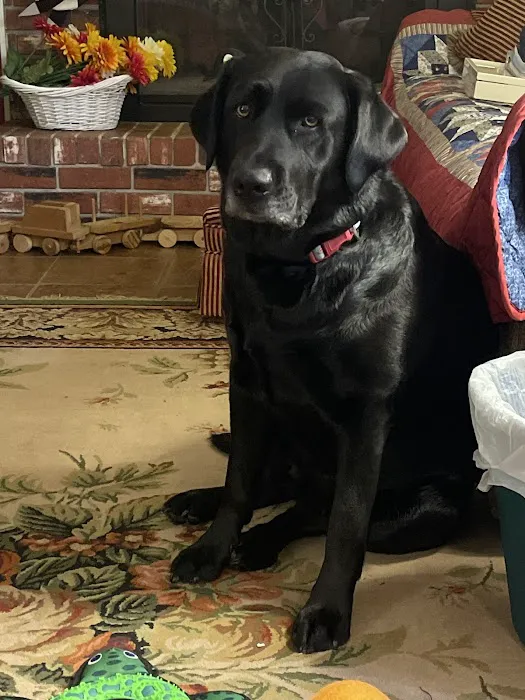 Morehead Animal Hospital 2