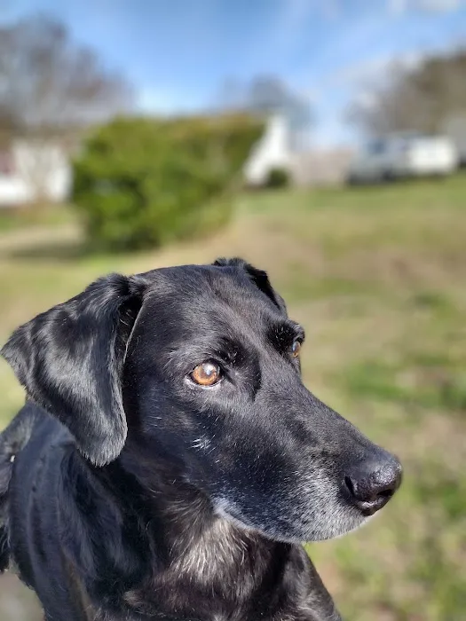 Havelock Animal Hospital 7