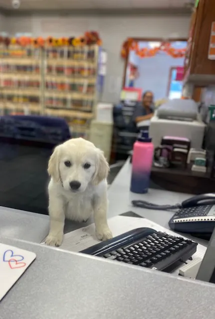 Havelock Animal Hospital 3