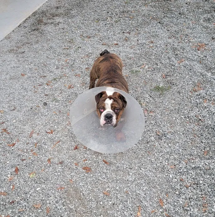 Mitchell Village Animal Hospital 9