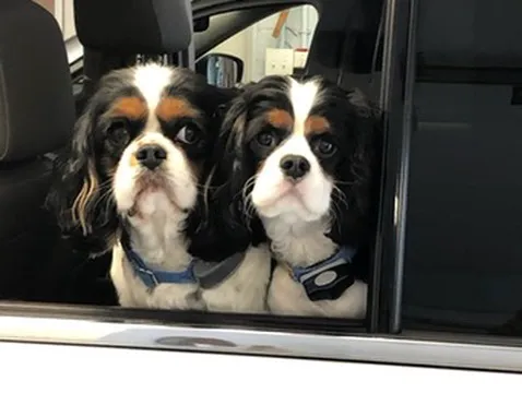 Mitchell Village Animal Hospital 1