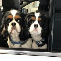 Mitchell Village Animal Hospital ico