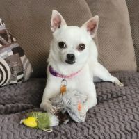 70 West Veterinary Hospital ico