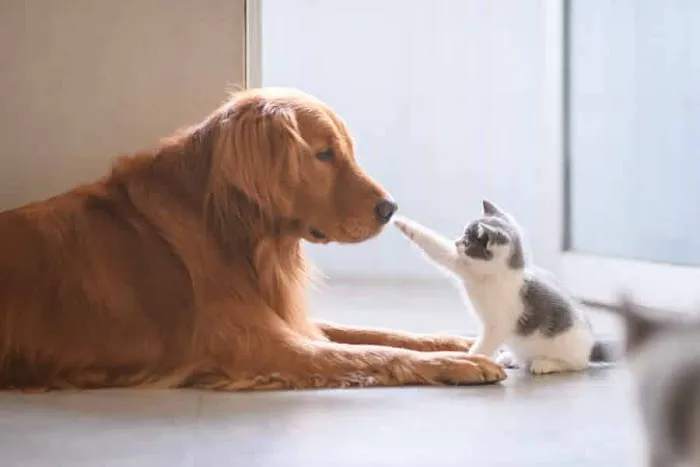 Bishop Animal Hospital 10