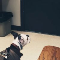 Claysville Animal Care ico