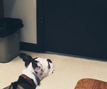 Claysville Animal Care