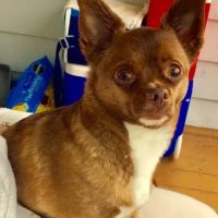 All About Pets Veterinary Hospital ico