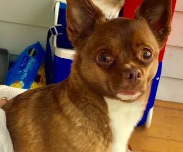 All About Pets Veterinary Hospital