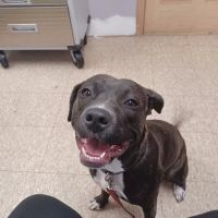 Akeso Veterinary Clinic ico