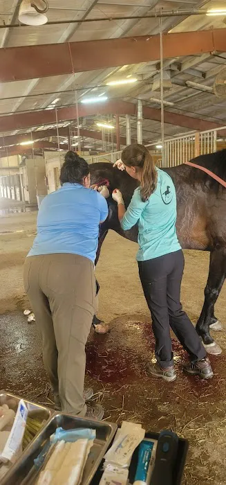 Performance Equine 2