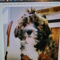 Canon Hill Veterinary Clinic ico