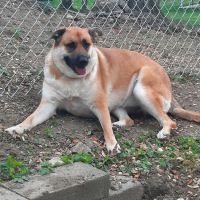 Pittsburgh Veterinary Cardiology ico