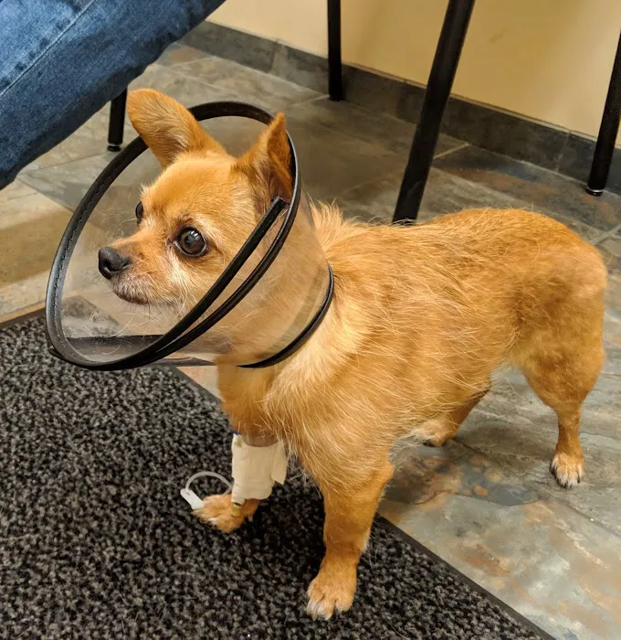 BluePearl Pet Hospital 1
