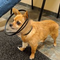 BluePearl Pet Hospital ico
