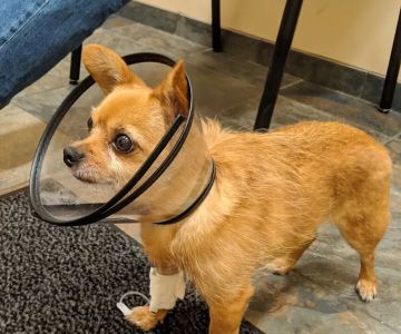 BluePearl Pet Hospital