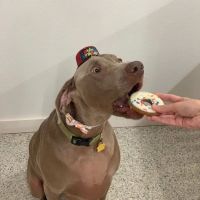 Hidden Valley Animal Clinic ico